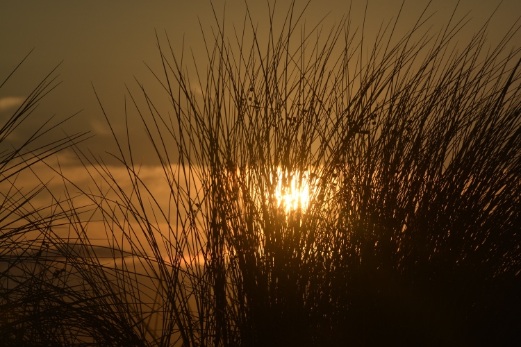 sunset behind dunes grass